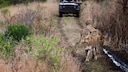 Löwen im KwaZulu-Natal-Nationalpark