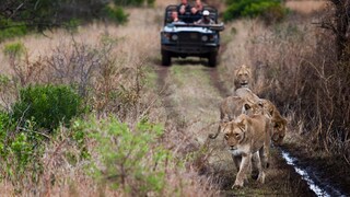 Löwen im KwaZulu-Natal-Nationalpark