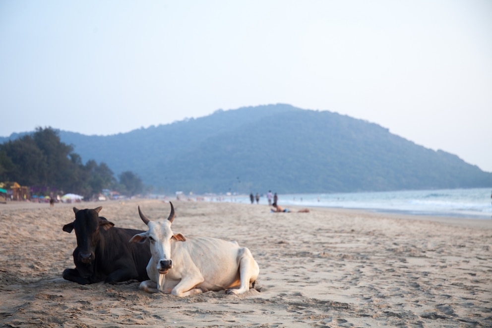 Kühe am Strand von Agonda