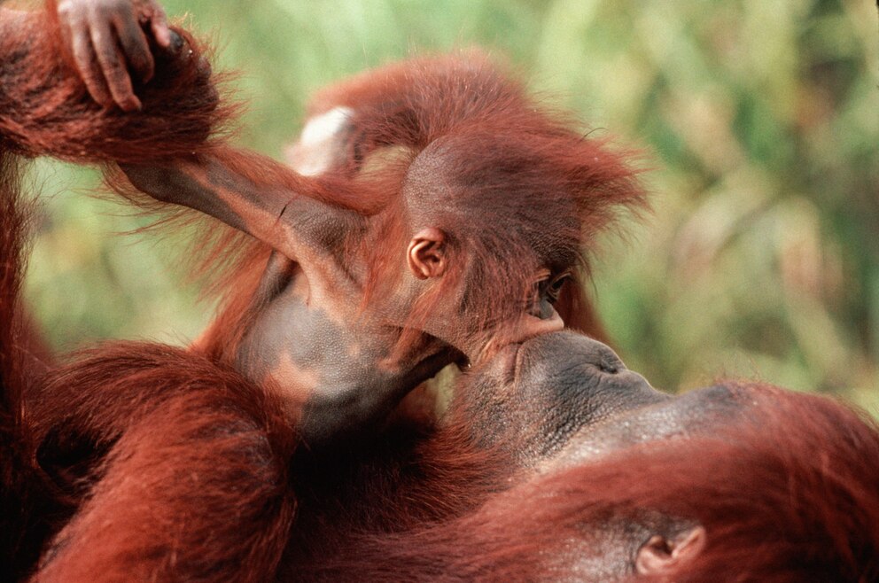 Borneo Orang-Utan