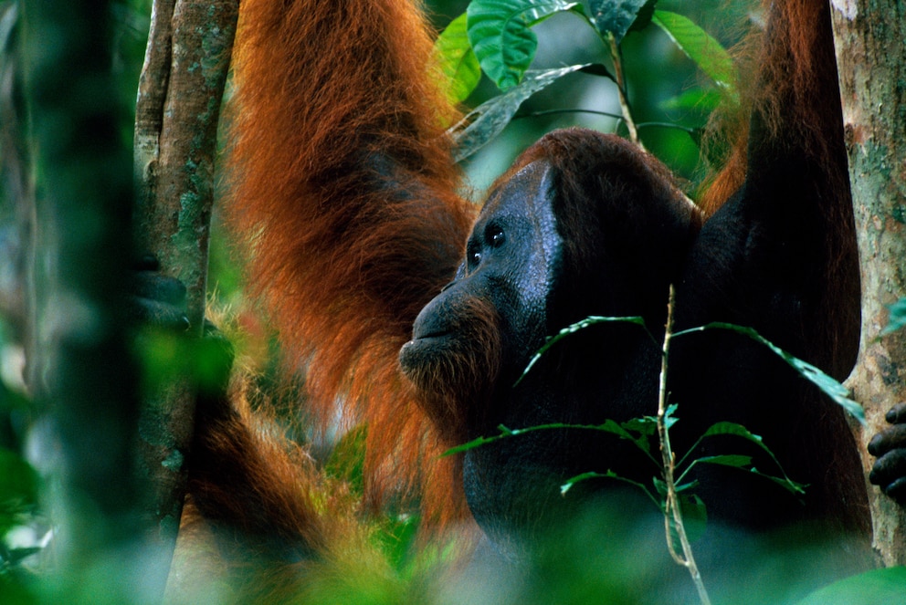 WWF Orang-Utan Borneo