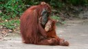 Orang Utans Borneo