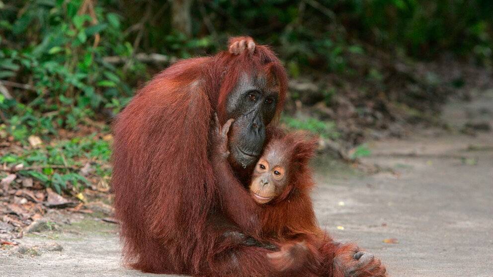 Orang Utans Borneo