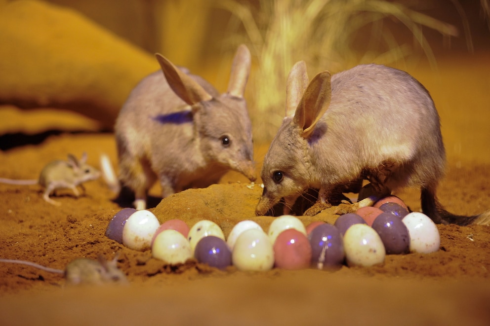 Easter Bilby