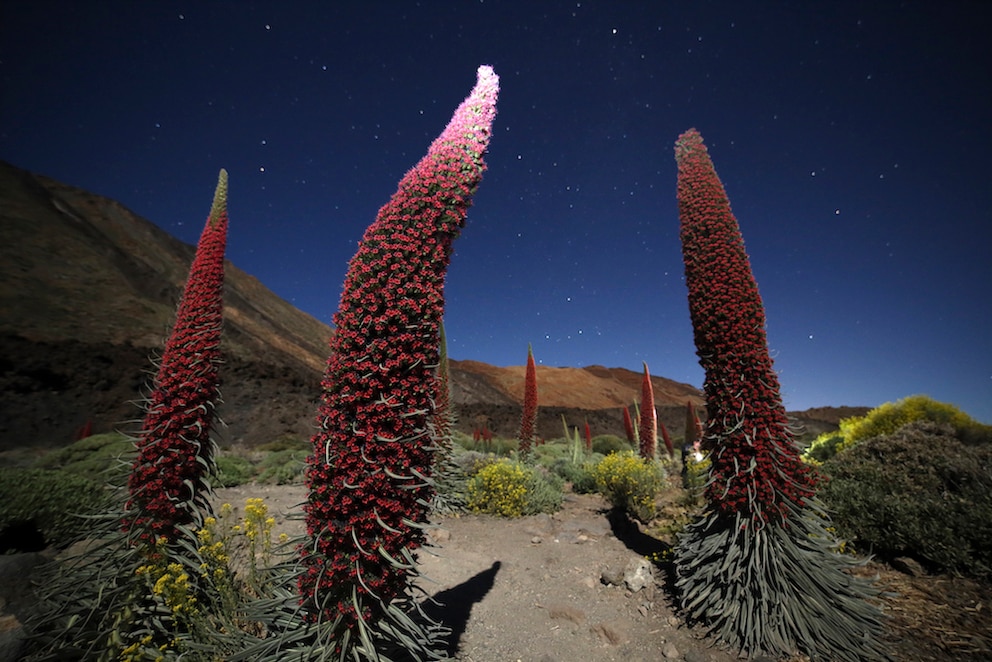 Wildprets Natternkopf heißt diese Pflanze im Teide-Nationalpark