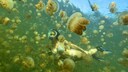 Der Jellyfish Lake auf Palau ist ein spektakuläres Naturphänomen