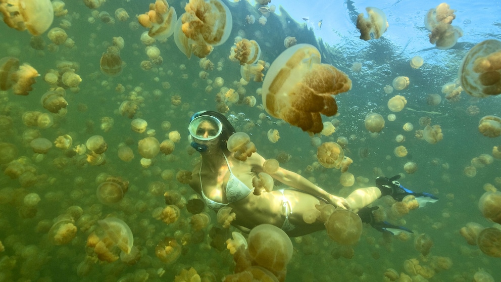 Der Jellyfish Lake auf Palau ist ein spektakuläres Naturphänomen