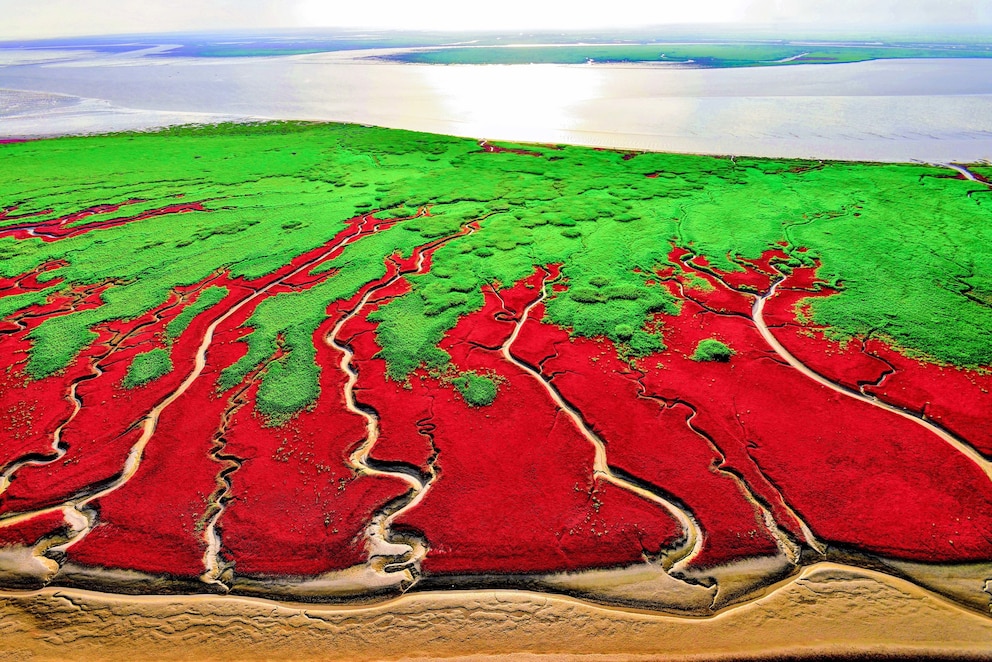 Rot und grün schimmert das Feuchtgebiet von Panjin