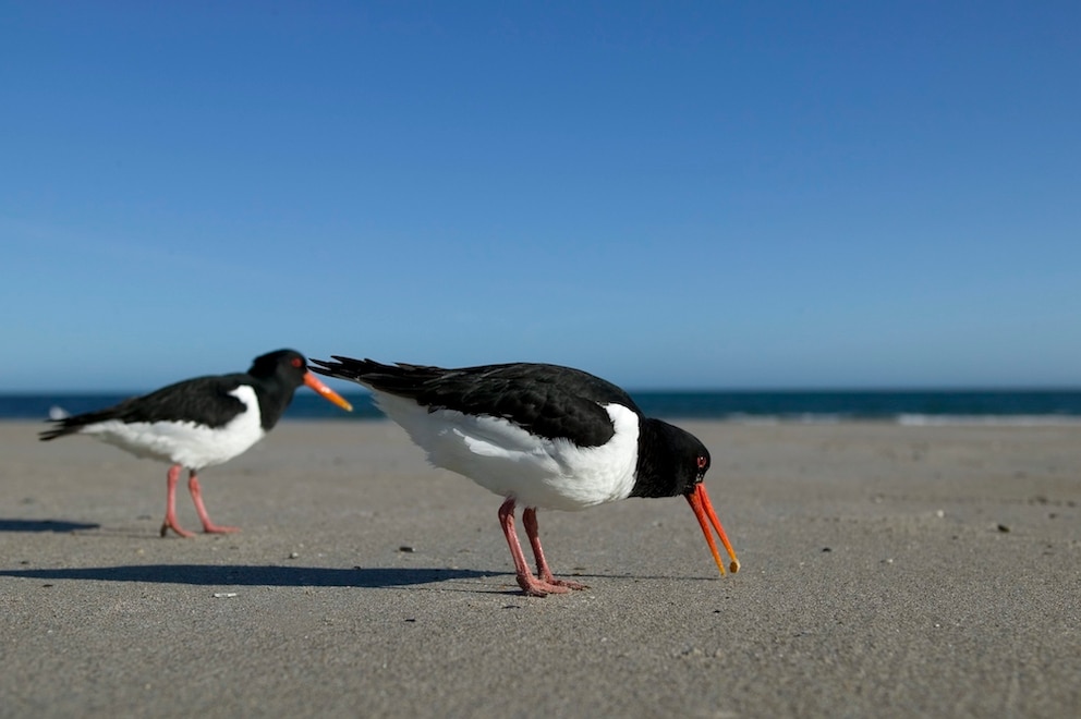 Austernfischer am Strand