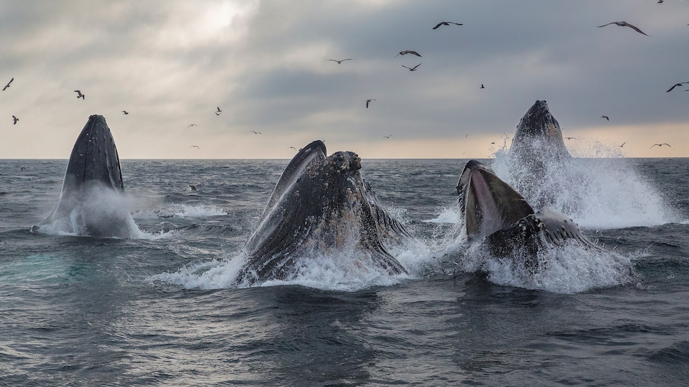 Whale Watching
