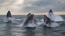 Whale Watching