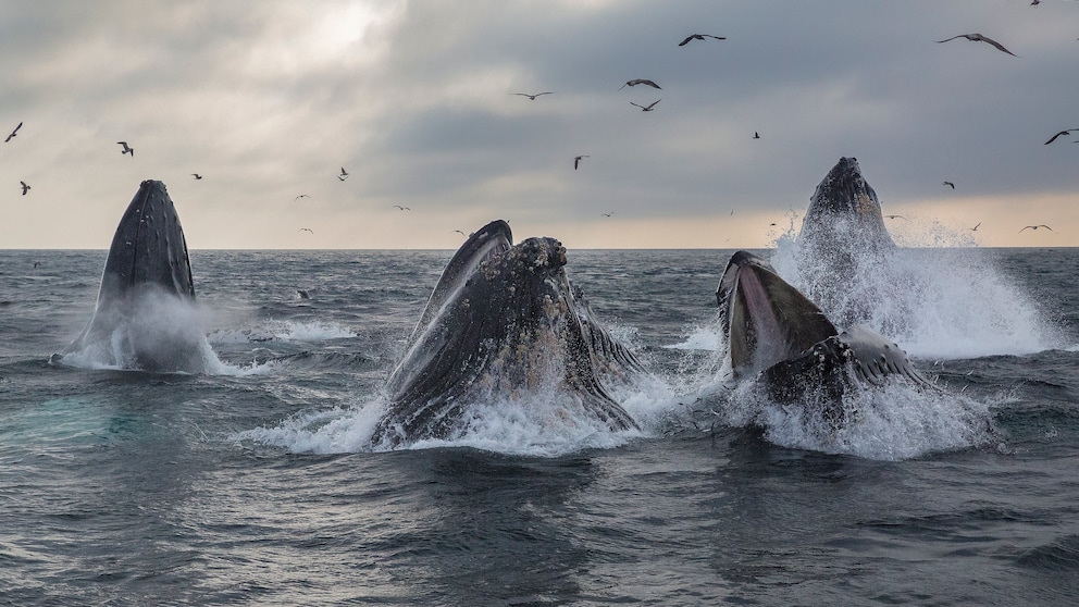 Whale Watching