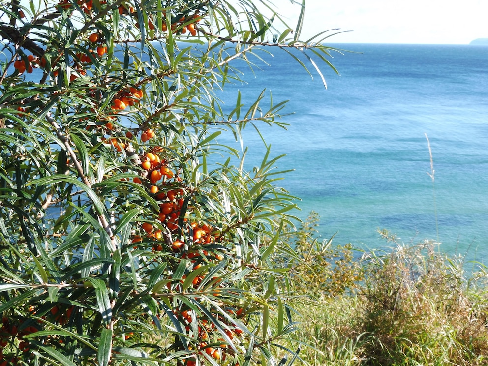 Sanddorn auf Rügen