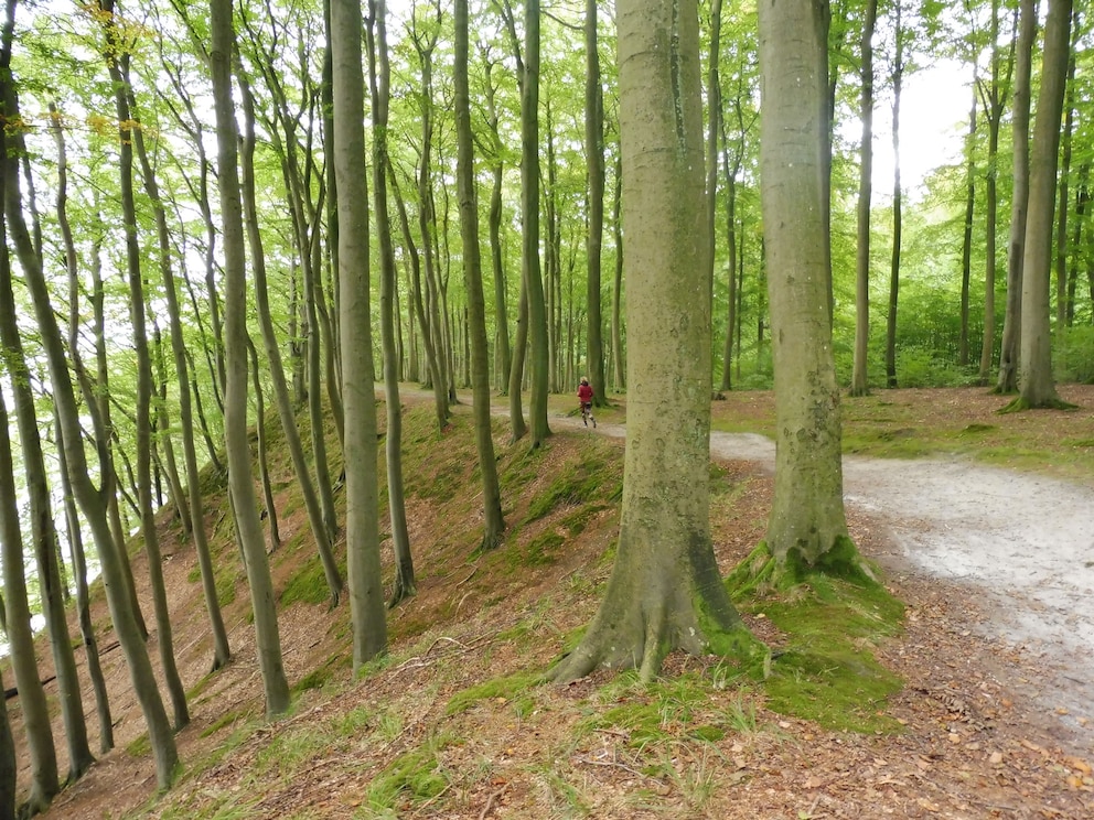 Waldlauf in Granitz