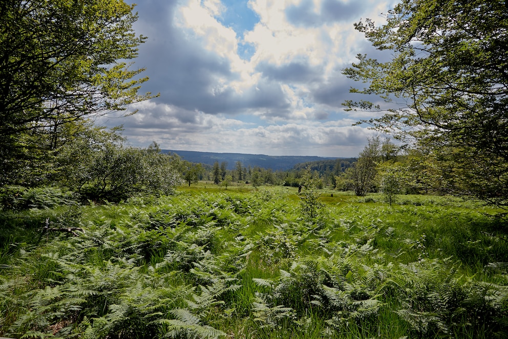 HunsrŸück-Hochwald