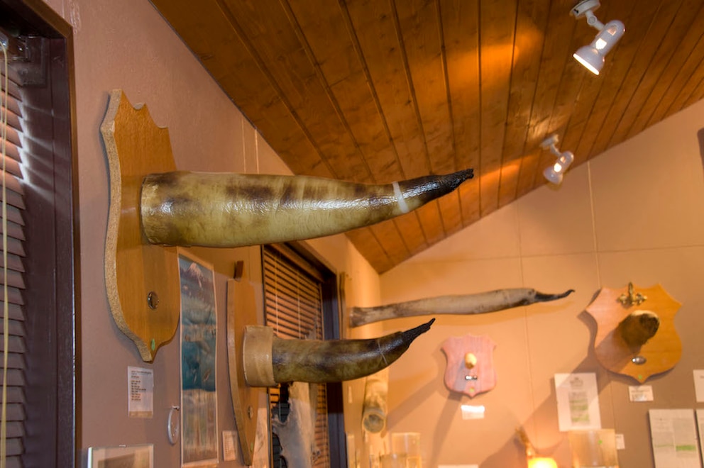 Phallusmuseum in Reykjavík