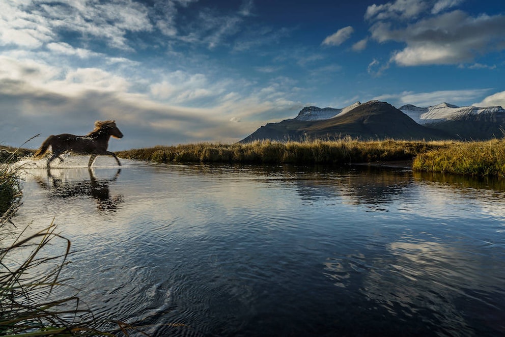 Icelandic horse