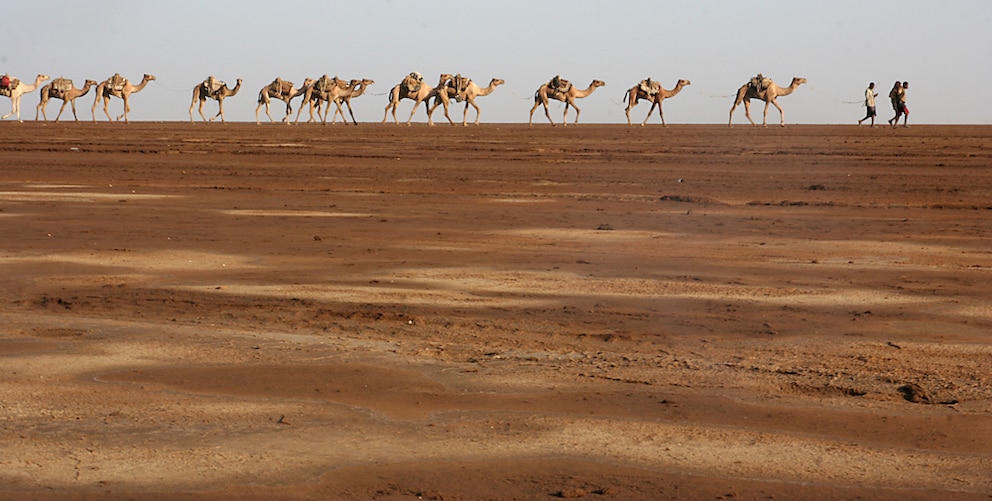 Kamelkarawane in der Danakil-Wüste