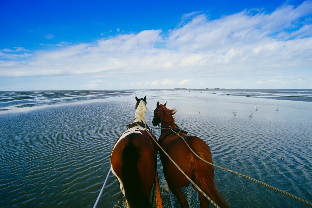 Hamburgisches Wattenmeer