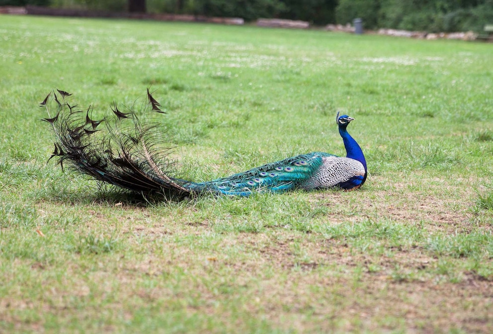 Pfau auf Wiese