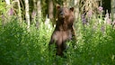 Braunbären bekam unser Autor in der finnischen Taiga viele zu sehen – und sie kamen ihm ziemlich nah