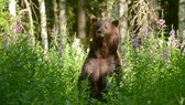 Braunbären bekam unser Autor in der finnischen Taiga viele zu sehen – und sie kamen ihm ziemlich nah