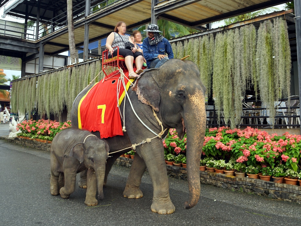 Elefantenreiten Thailand