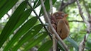 Ein Koboldmaki auf der Insel Bohol, Philippinen