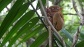 Ein Koboldmaki auf der Insel Bohol, Philippinen