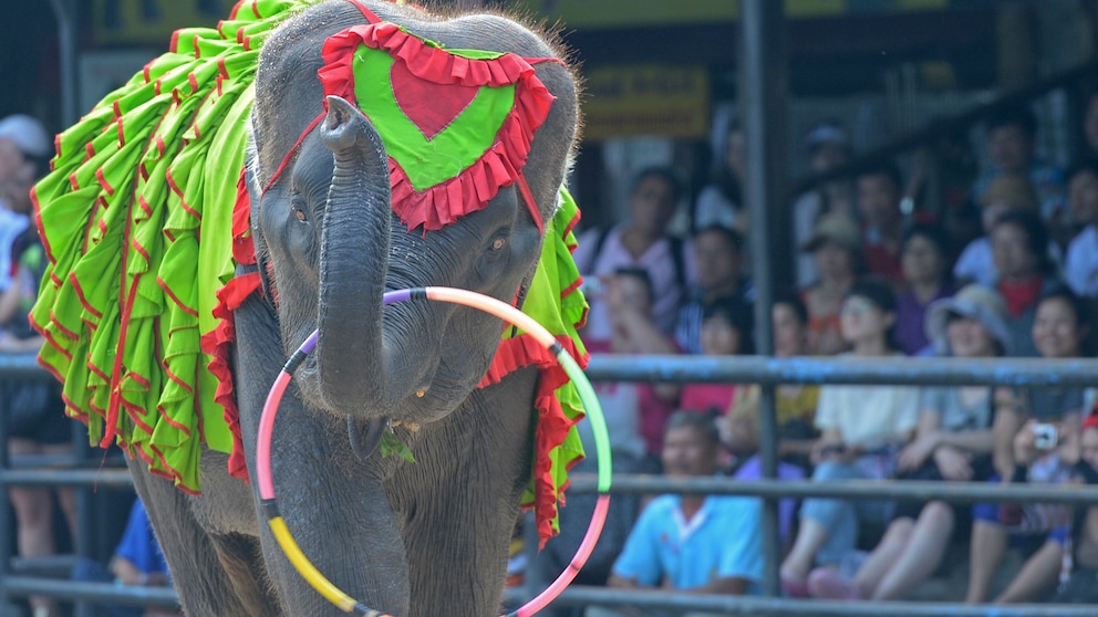 Elefantenshow Thailand