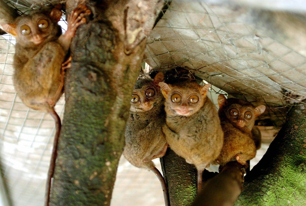 Koboldmakis in einem Zentrum in Bohol, Philippinen