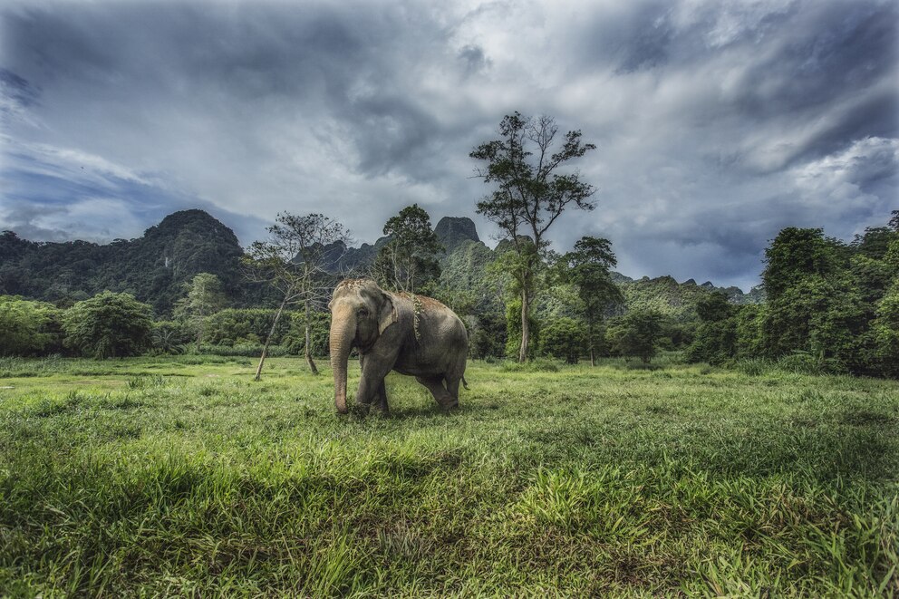  Wilder Elefant im Khao Sok National Park in Thailand