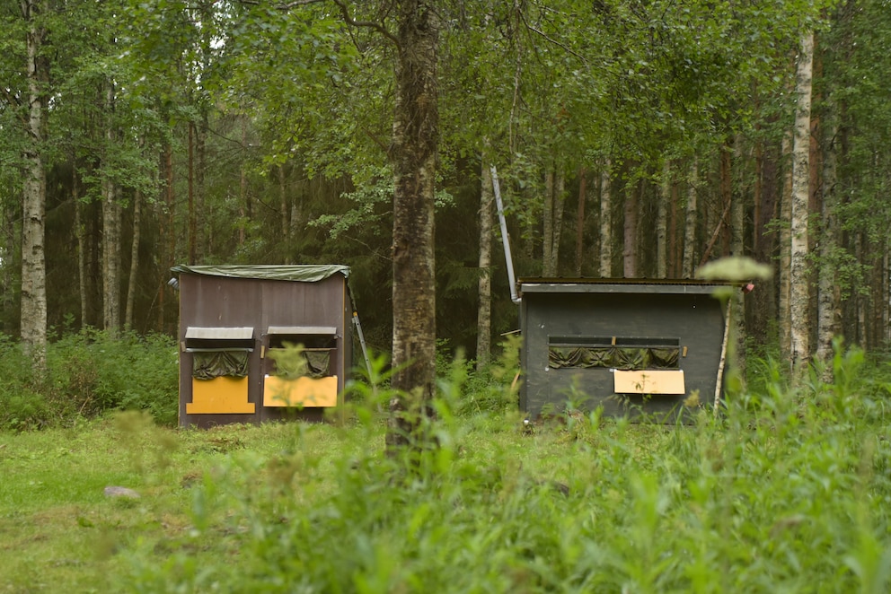 Beobachtungshütten Bären