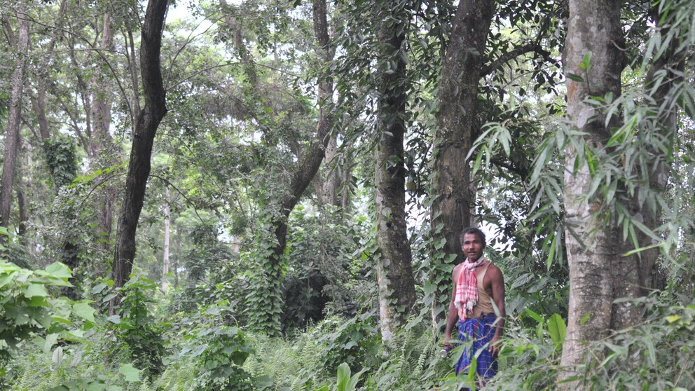 Jadav Payeng im Molai-Wald in Majuri