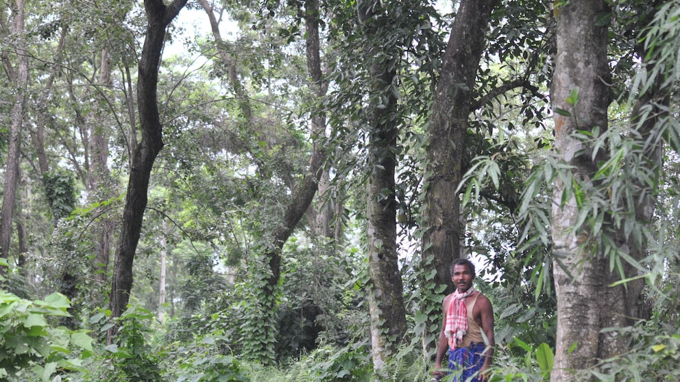 Jadav Payeng im Molai-Wald in Majuri