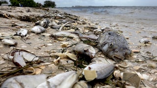 Tote Fische bei Sanibel in Florida