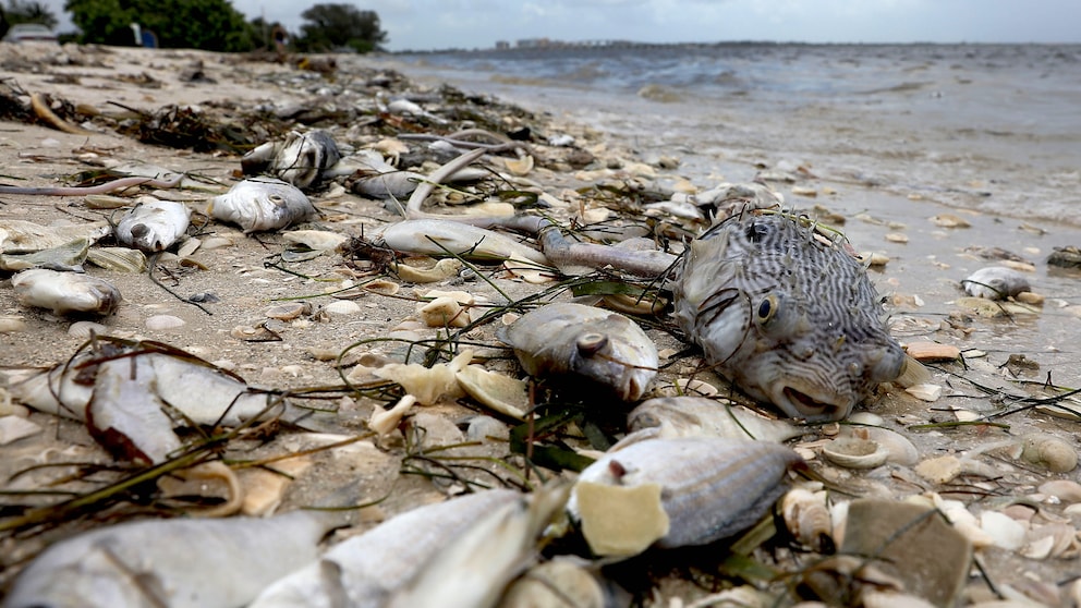 Tote Fische bei Sanibel in Florida
