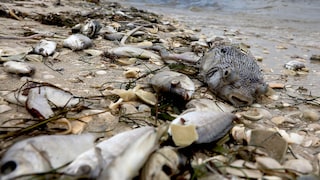 Tote Fische bei Sanibel in Florida