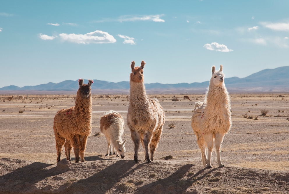 Patagonische Wüste, Argentinien