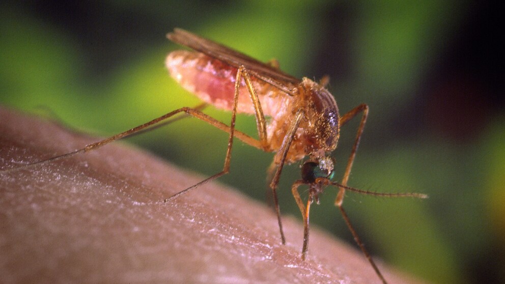 Mosquito Biting Skin