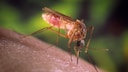 Mosquito Biting Skin
