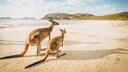 Australien Impfungen