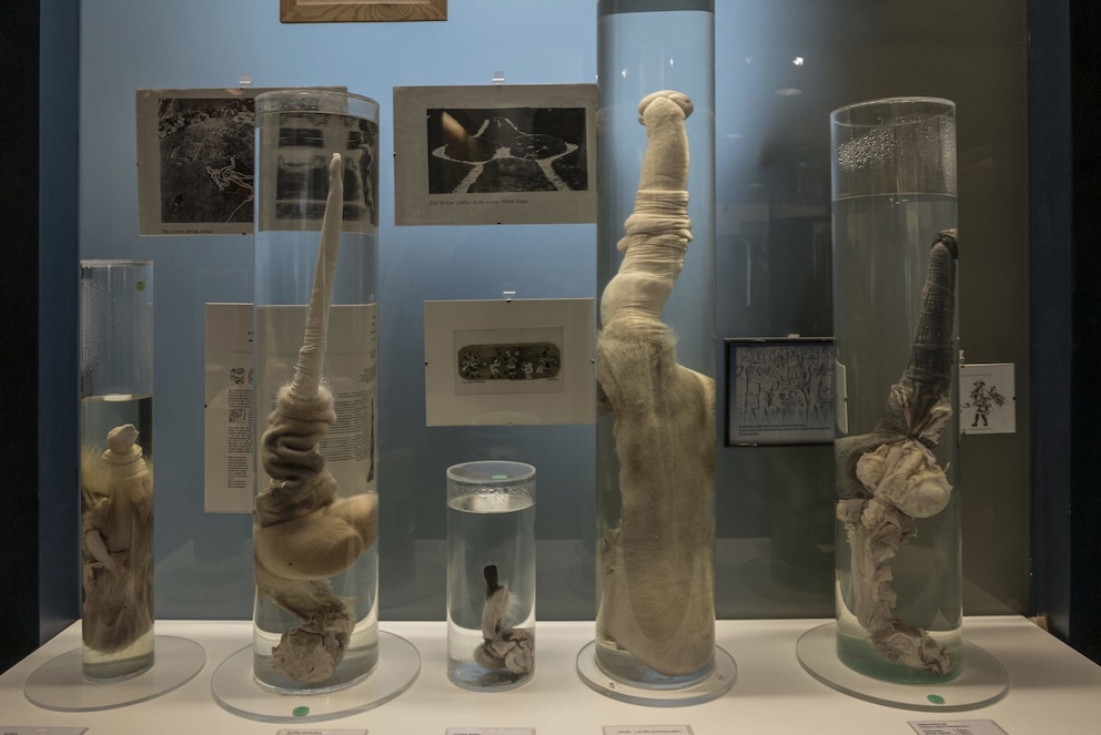 Phallus-Museum in Reykjavik