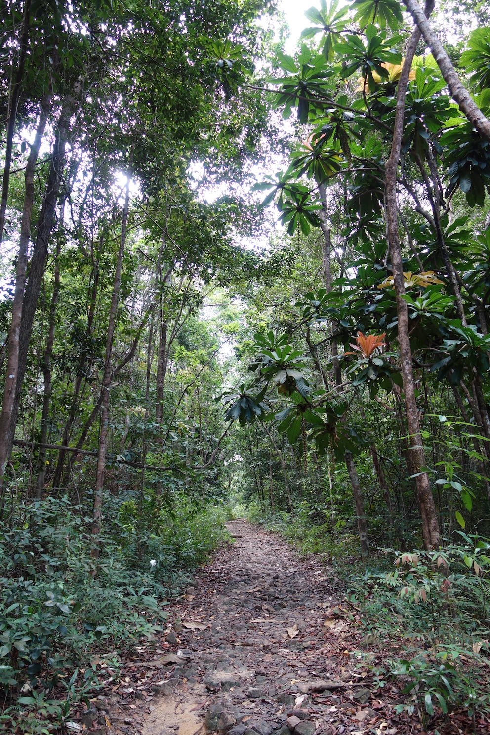 Dschungel Koh Rong Sanloem