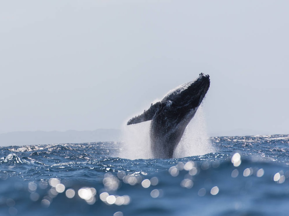 Humpback whale Byron Bay