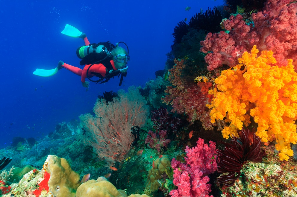 Die Riffs der Region Raja Ampat zählen zu den artenreichsten der Welt