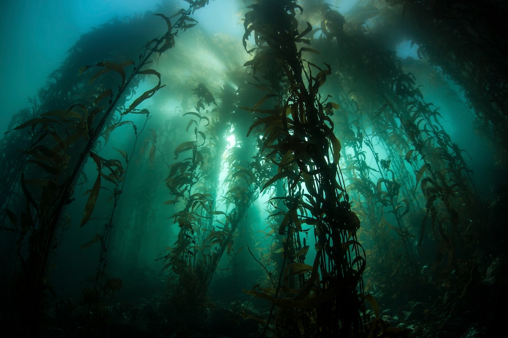 Unterwasser-Dschungel: Die „Kelp Forests“