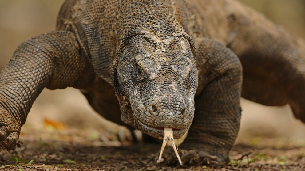 Ein Komodo Waran auf Komodo Island in Indonesien
