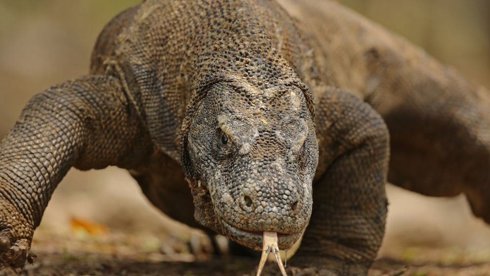 Ein Komodo Waran auf Komodo Island in Indonesien