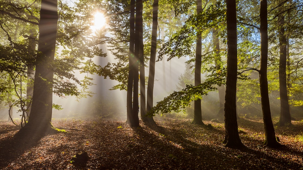 Im Unesco Geopark Bergstraße-Odenwald unternehmen Ranger mit Familien Naturwanderungen.